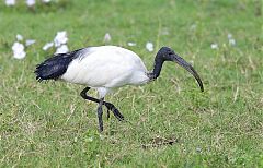 African Sacred Ibis